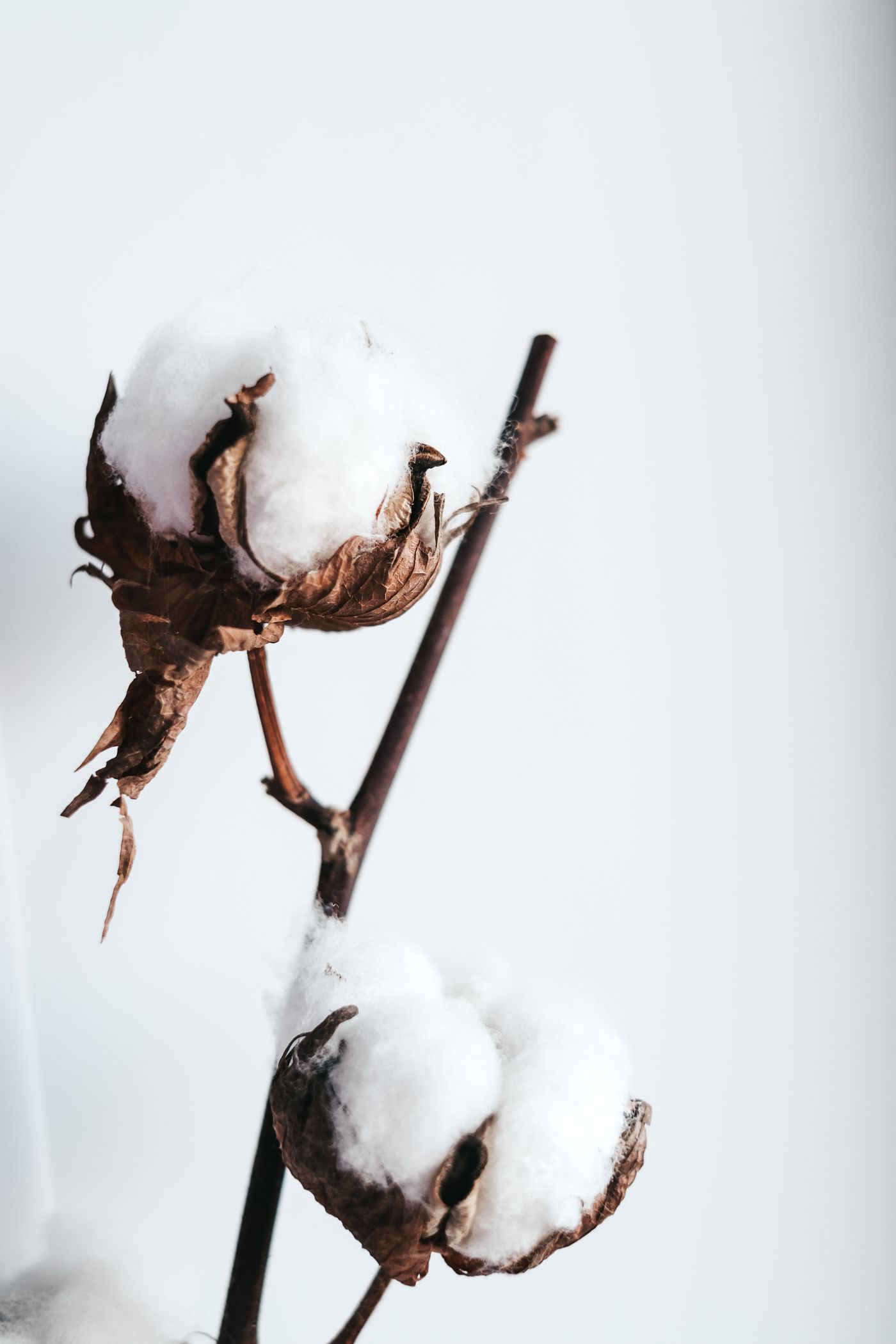 Clean close-up of cotton bolls representing natural cotton fiber
