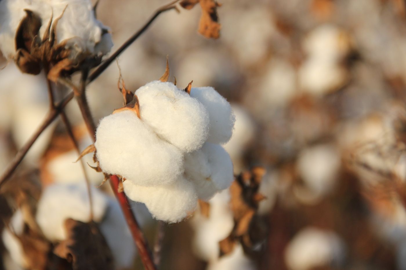 Close-up cotton field photo for the cotton boxers guide